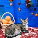 The Most Instagrammable Photo Spots in Chefchaouen